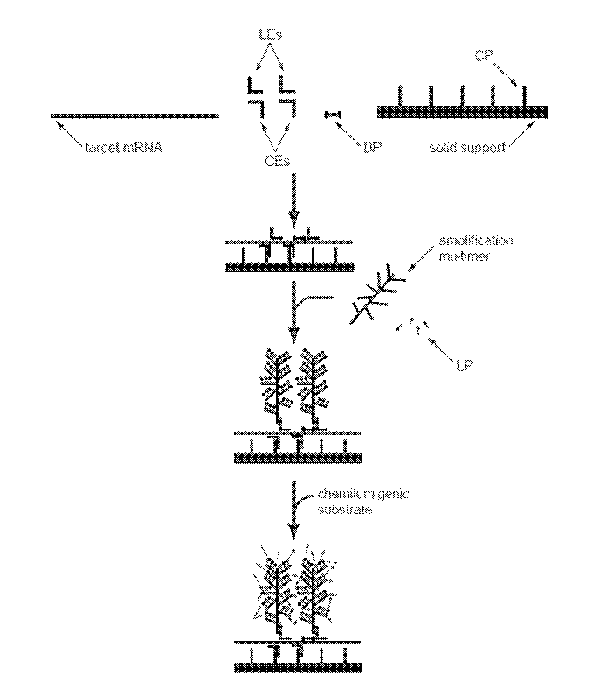 Detection of Nucleic Acids