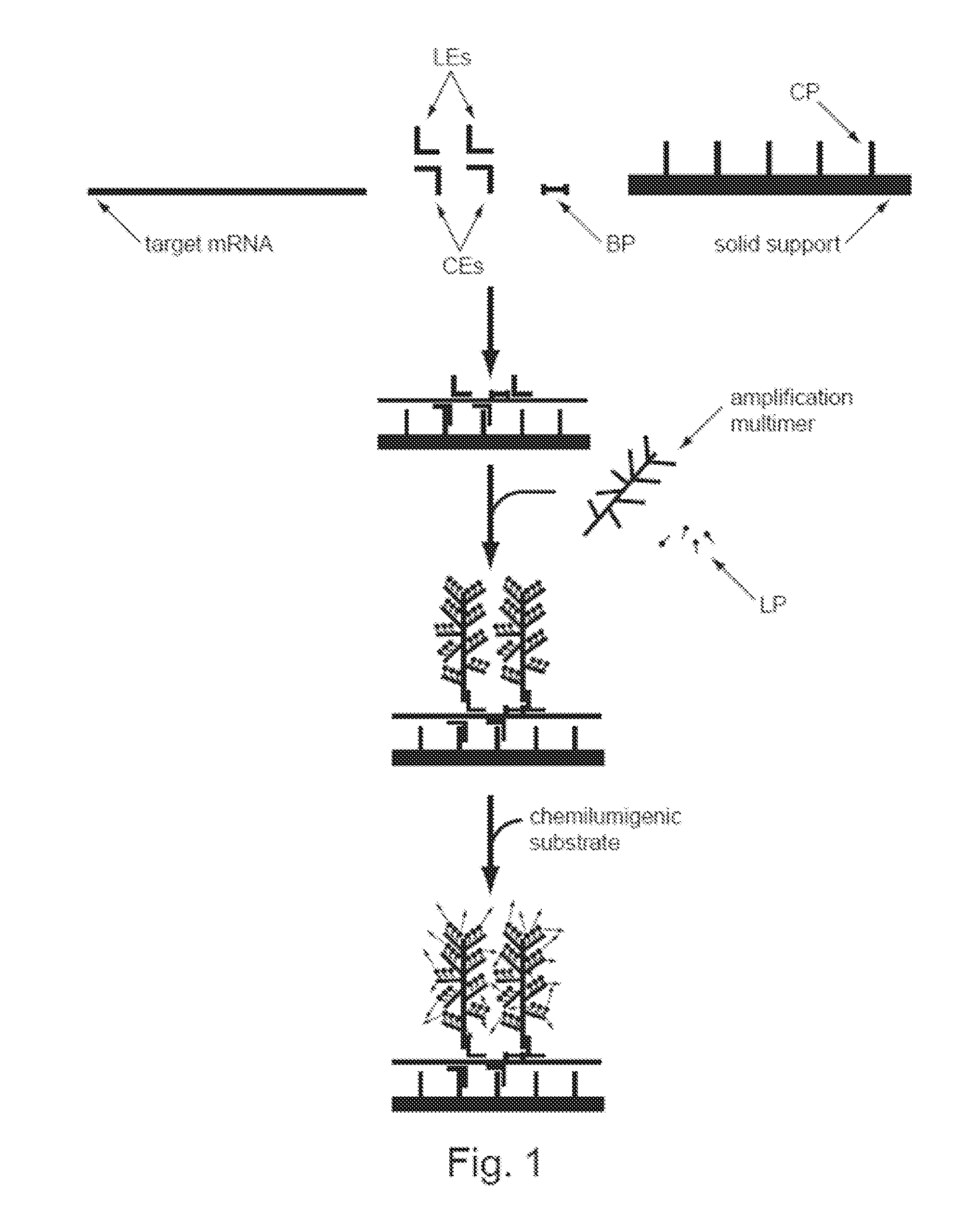 Detection of Nucleic Acids