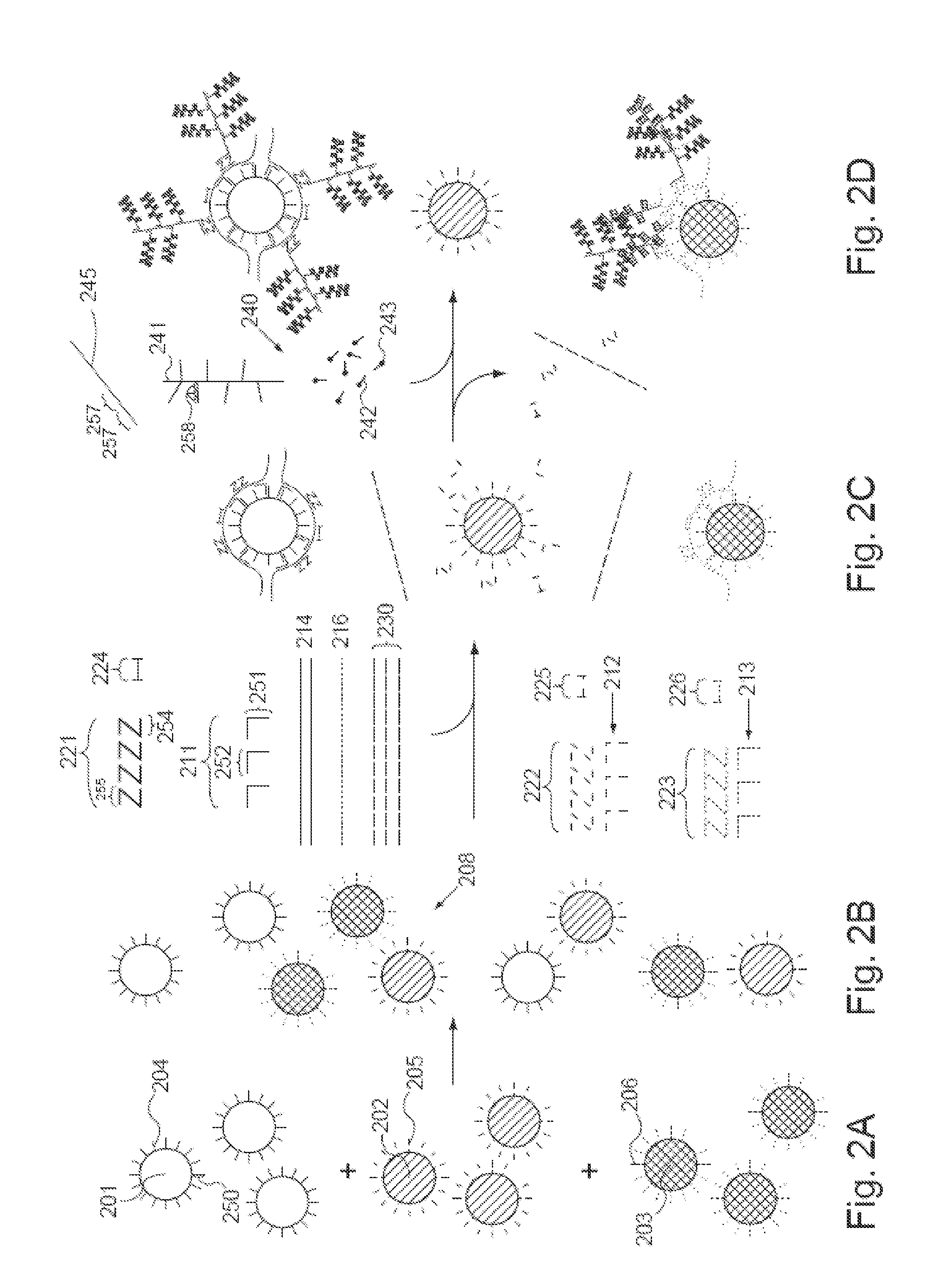 Detection of Nucleic Acids