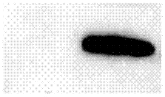 Cecropin obtained from Aedes aegypti and its coding gene and application