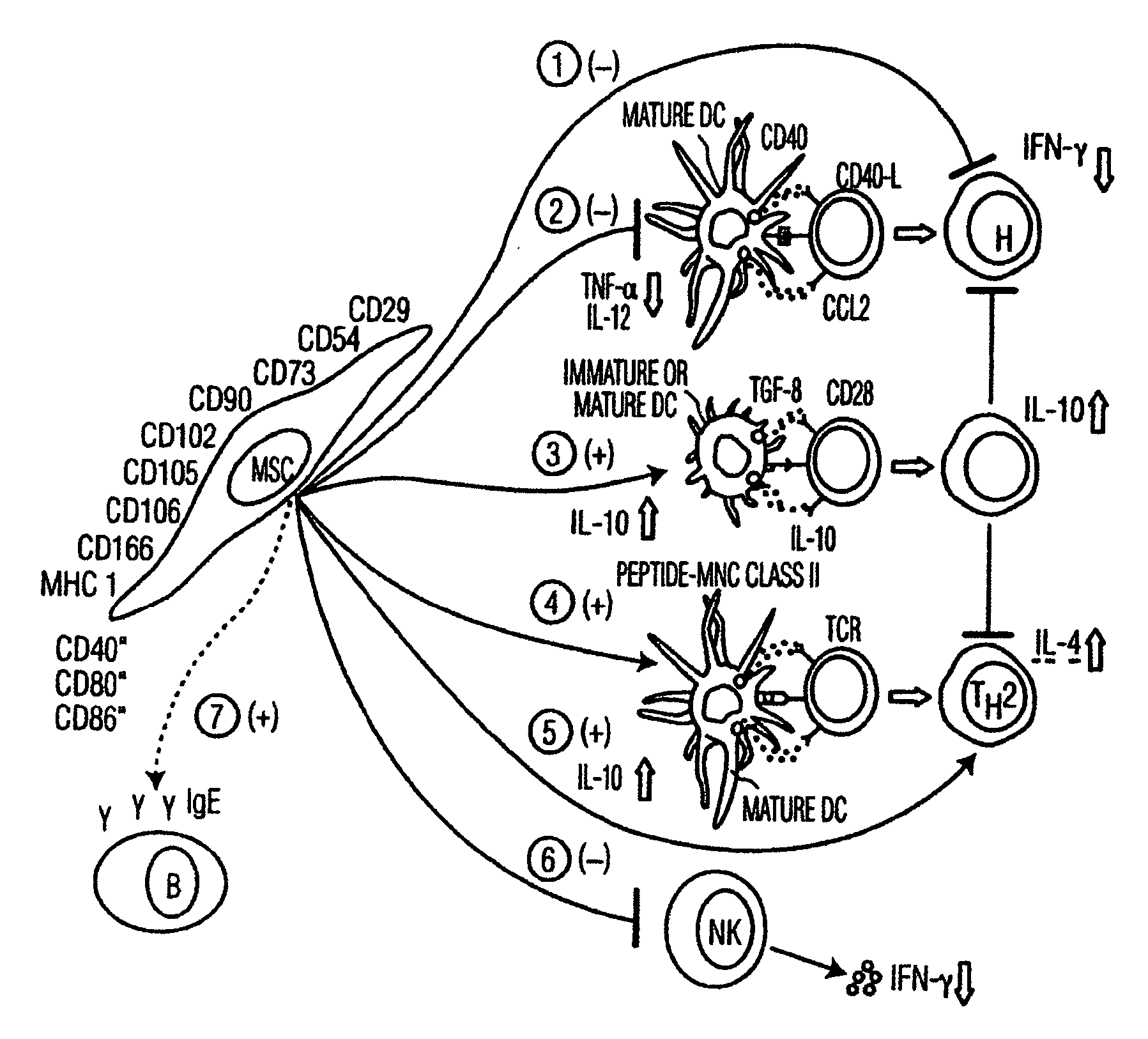 Mesenchymal stem cells and uses therefor