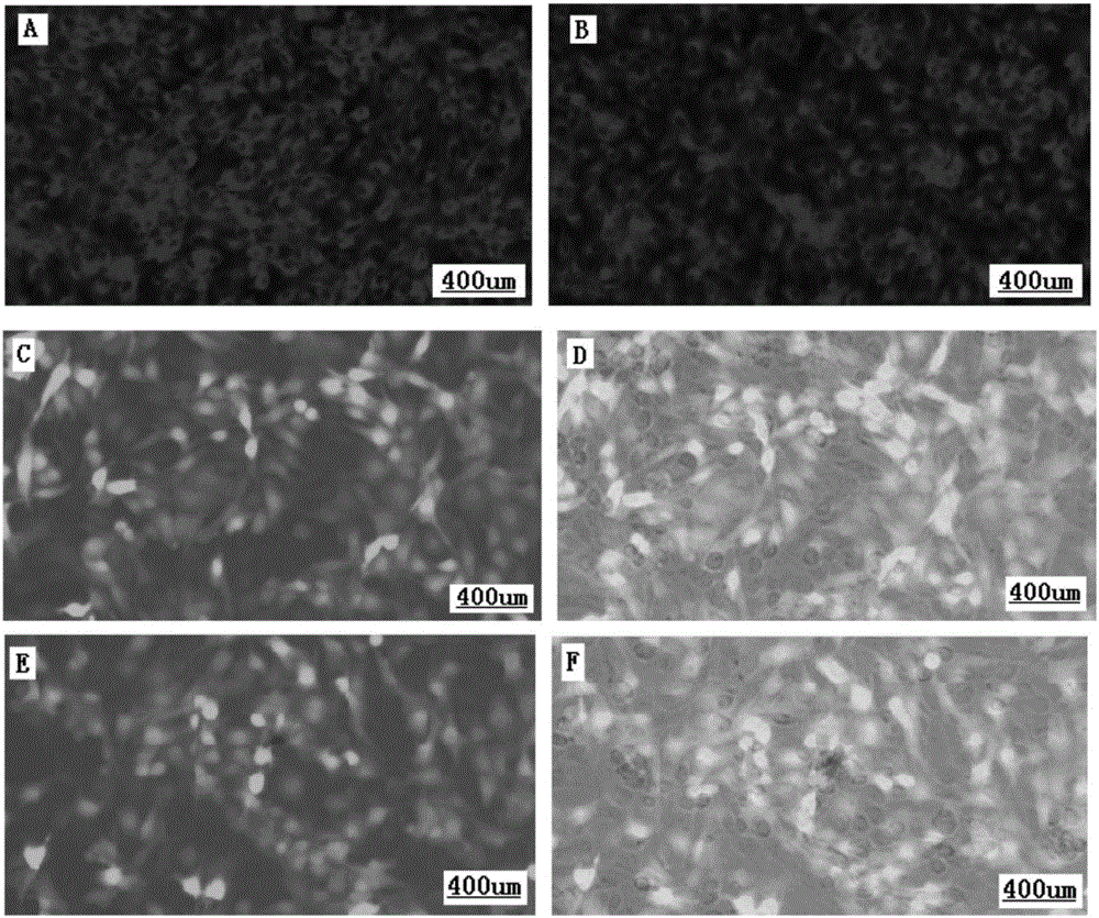 Natural passage cell line for lamb testis sertoli cells and application of natural passage cell line to separate culture and proliferation of goatpox viruses