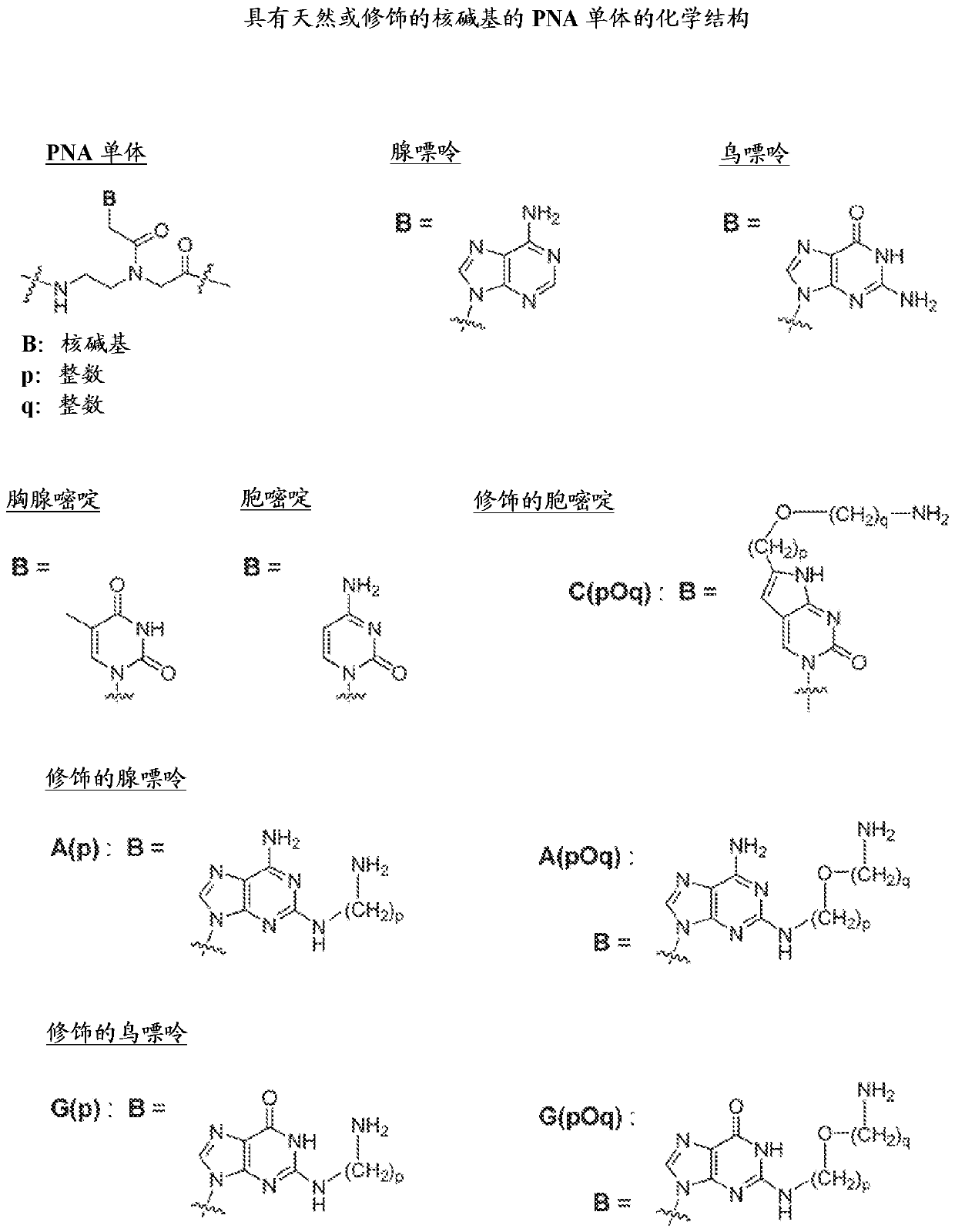 Androgen receptor antisense oligonucleotides