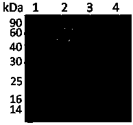 Preparation method and application of core-shell magnetic composite microsphere rich in boron ester