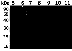 Preparation method and application of core-shell magnetic composite microsphere rich in boron ester