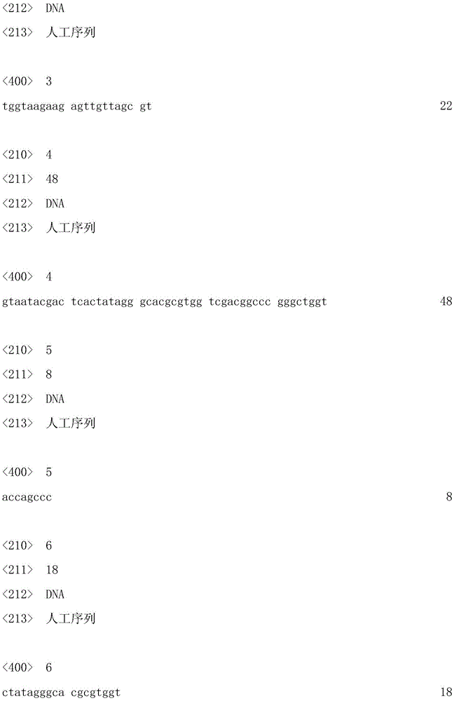 Red cone ssr2 marker, primer pair, preparation method and application thereof