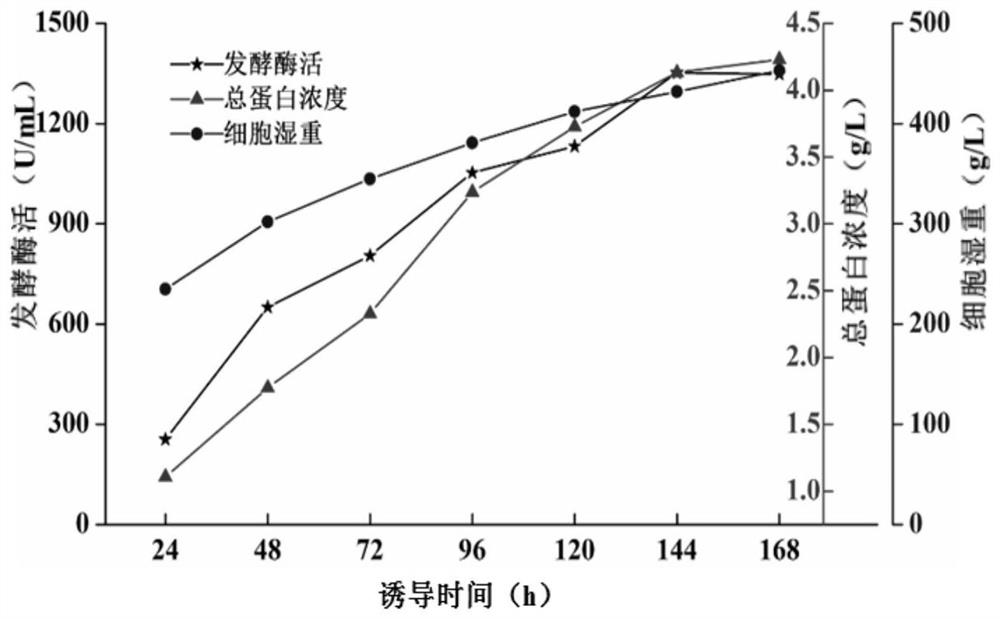 Chitin deacetylase gene, chitin deacetylase and preparation method and application of chitin deacetylase