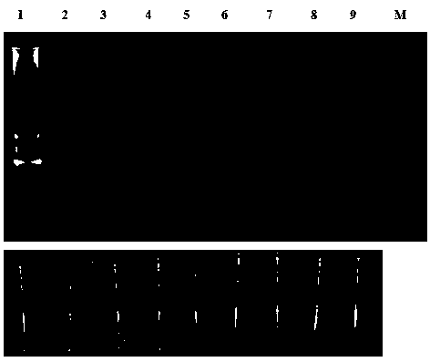 Aspergillus flavus LAMP (loop-mediated isothermal amplification) detection primer and visualized detection method thereof