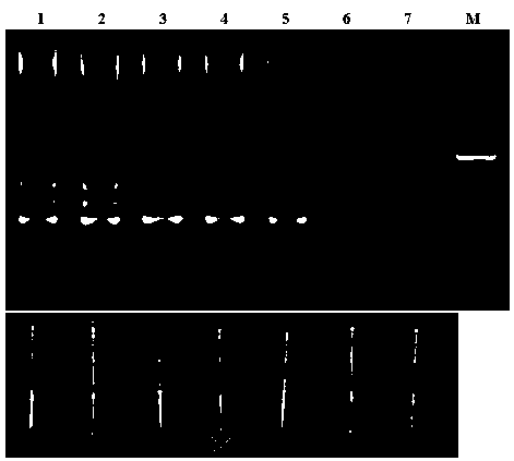 Aspergillus flavus LAMP (loop-mediated isothermal amplification) detection primer and visualized detection method thereof