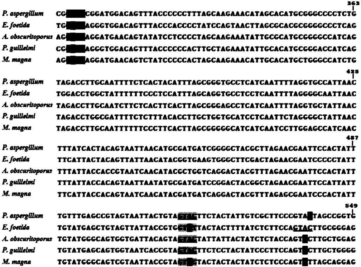 Method for identifying dried Pheretima aspergillum based on PCR-RFLP technology