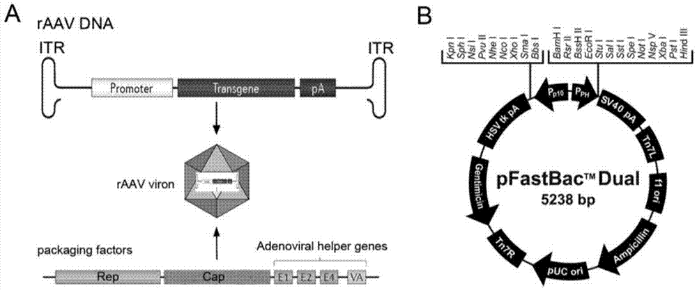 Recombinant adeno-associated virus preparation method and recombinant baculovirus