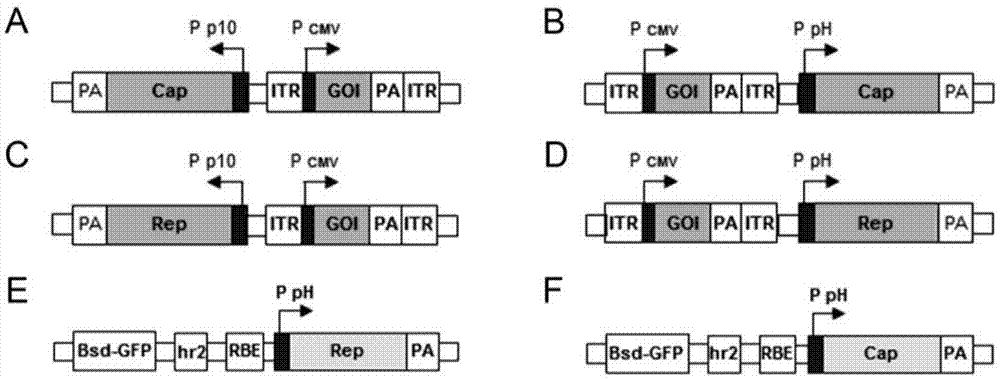 Recombinant adeno-associated virus preparation method and recombinant baculovirus