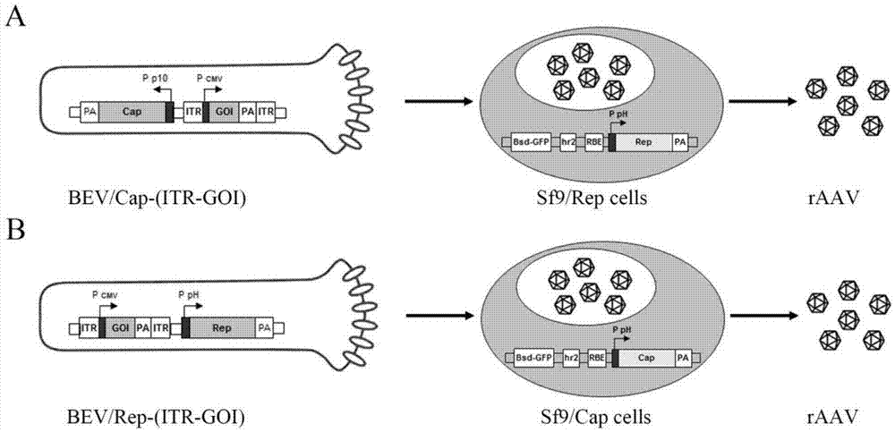 Recombinant adeno-associated virus preparation method and recombinant baculovirus