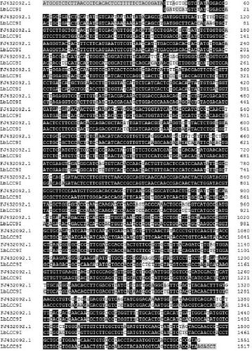 Laccase gene lblcc9i from Ceruleus bicolor and its application