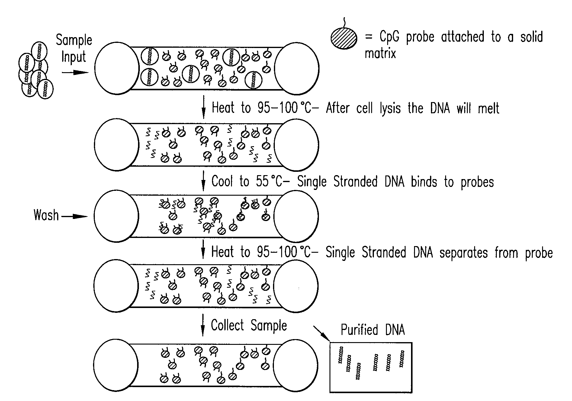 Method of Separating Target DNA from Mixed DNA