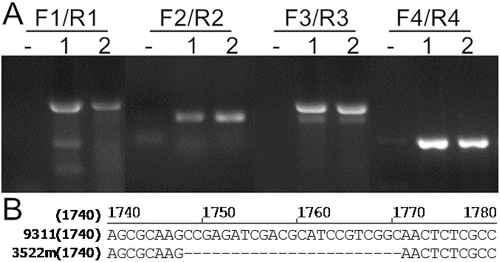 A rice cyp81a6 gene mutant cyp81a6-m2 and its application