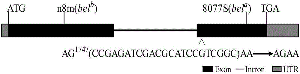 A rice cyp81a6 gene mutant cyp81a6-m2 and its application