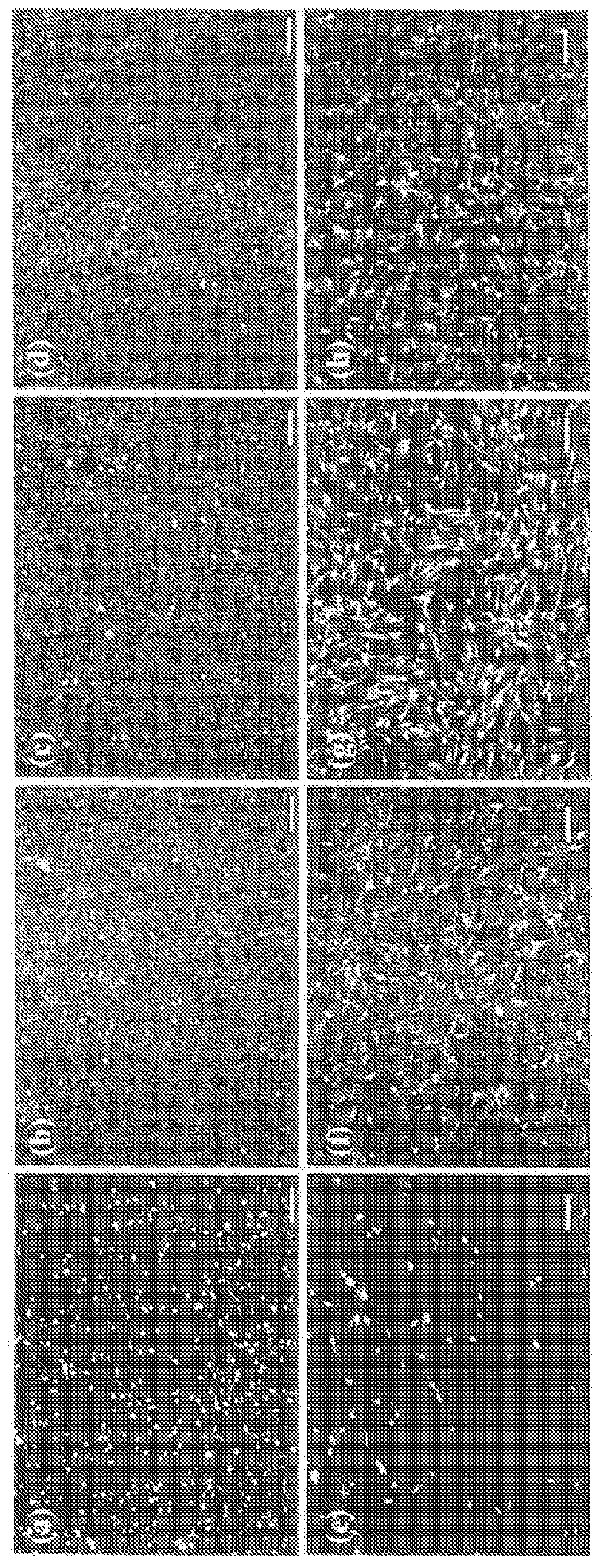 PEM layer-by-layer systems for coating substrates to improve bioactivity and biomolecule delivery