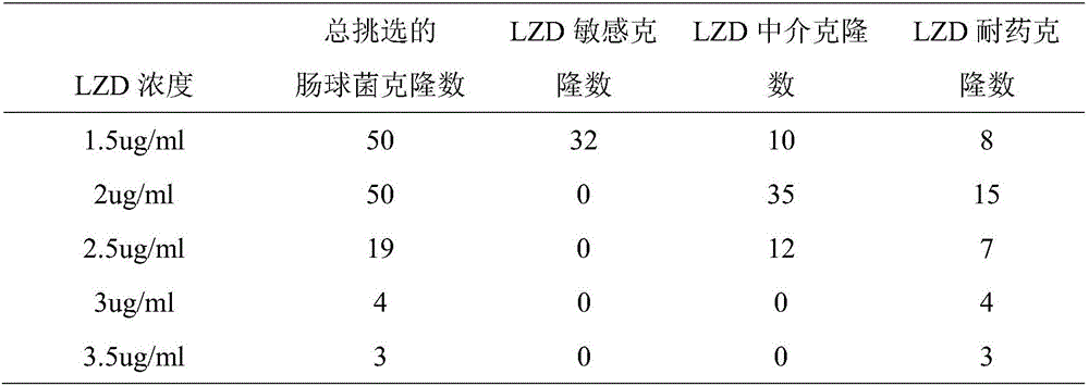 Method and reagent for detecting linezolid drug-resistant enterococcus fixed planting