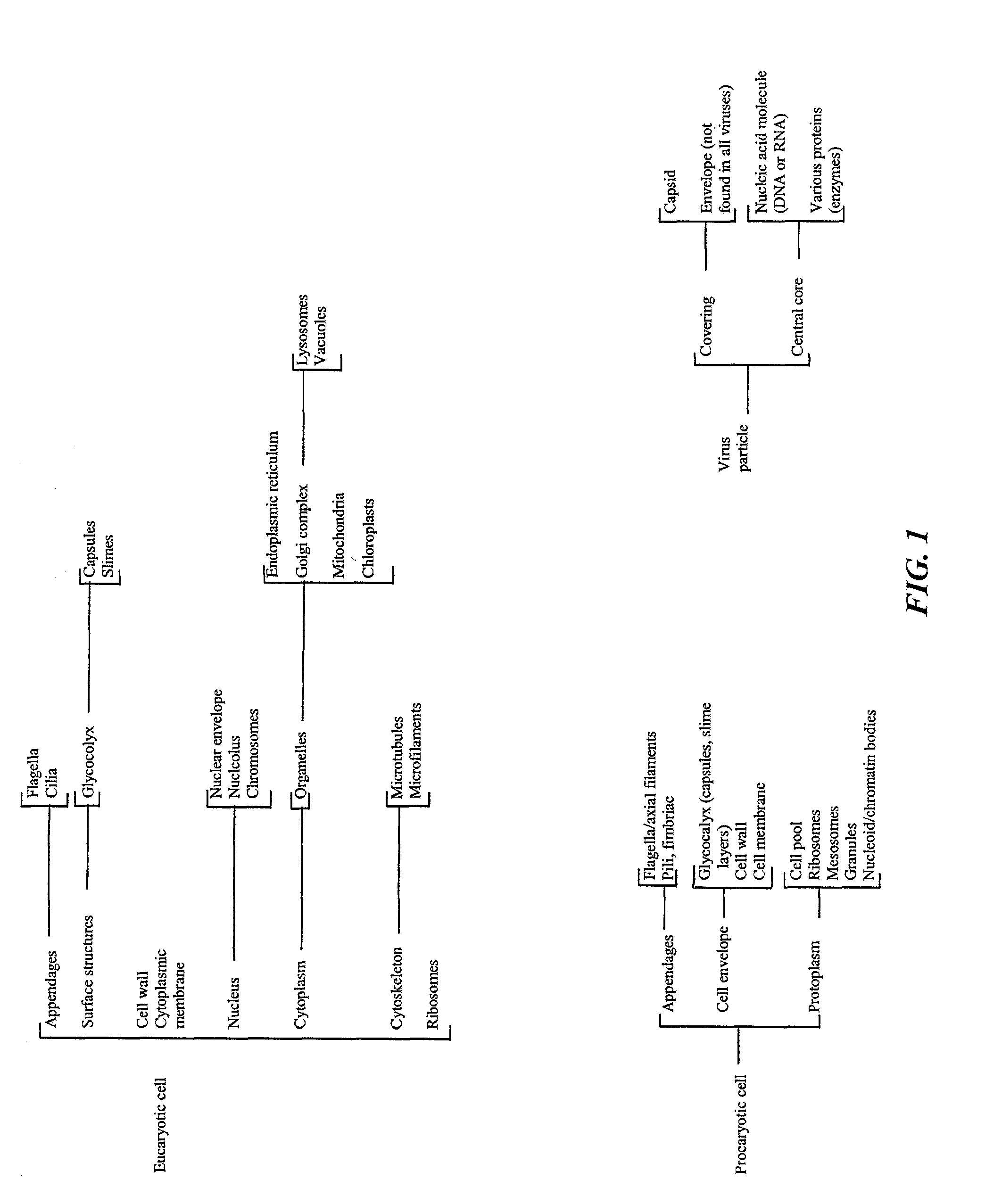 Photodynamic cellular and acellular organism eradication utilizing a photosensitive material and surfactant