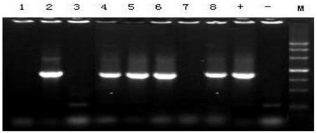 Method for creating non-wrapround rice two-line sterile line with CRISPR/Cas9 technology