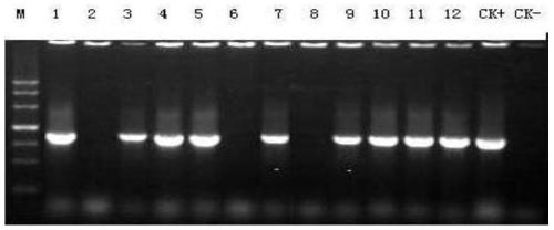 Method for creating non-wrapround rice two-line sterile line with CRISPR/Cas9 technology