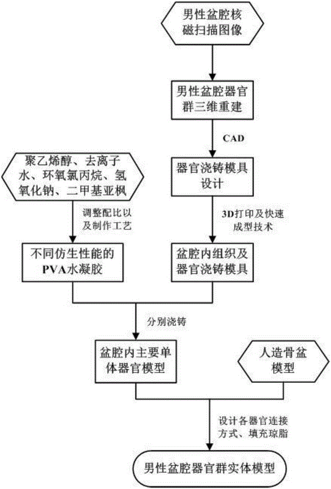 Manufacturing method of male pelvic organ group entity model