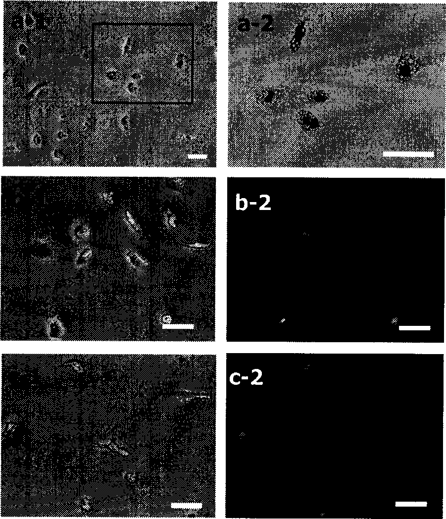 Method for separating cell and special separating liquid for cell