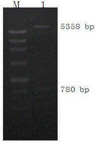 Prokaryotic expression and application of lipase and immobilization method