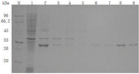 Prokaryotic expression and application of lipase and immobilization method