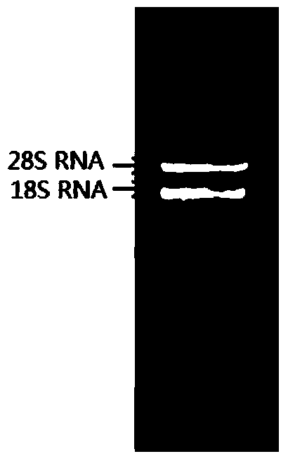 Extracting method for total RNA (Ribonucleic Acid) of galangal