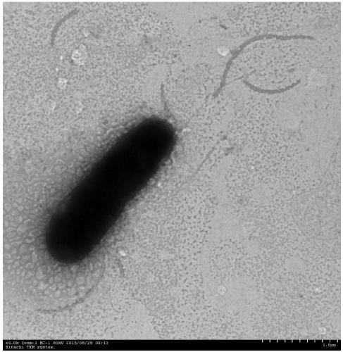 A kind of Pseudomonas aeruginosa producing keratinase and its application