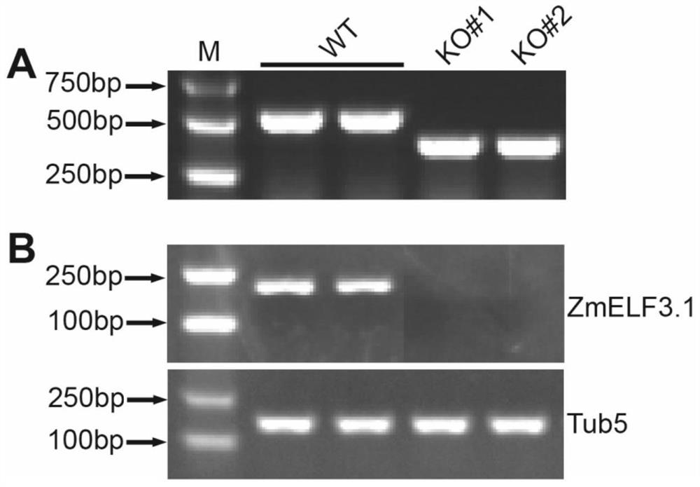 Application of ZmELF3.1 protein and function deletion mutant thereof in regulation and control of crop tassel branch number