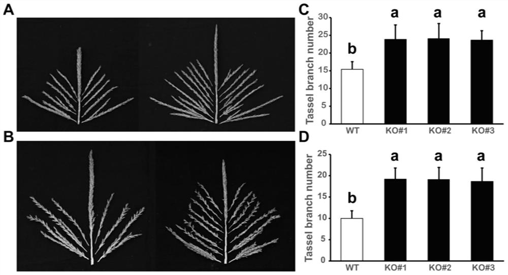 Application of ZmELF3.1 protein and function deletion mutant thereof in regulation and control of crop tassel branch number