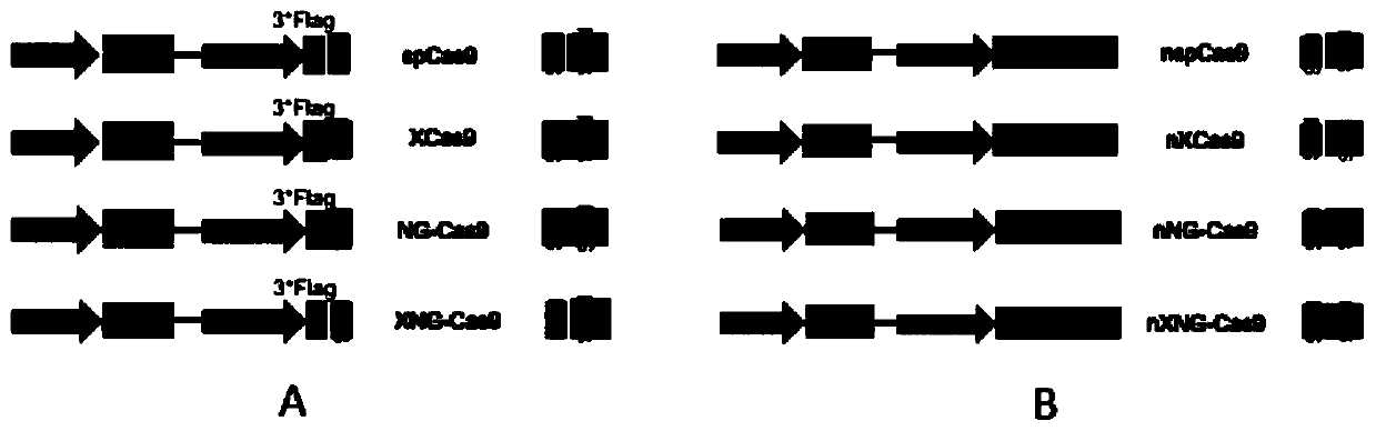 Novel DNA (deoxyribonucleic acid) nucleic acid cleaving enzyme and application thereof