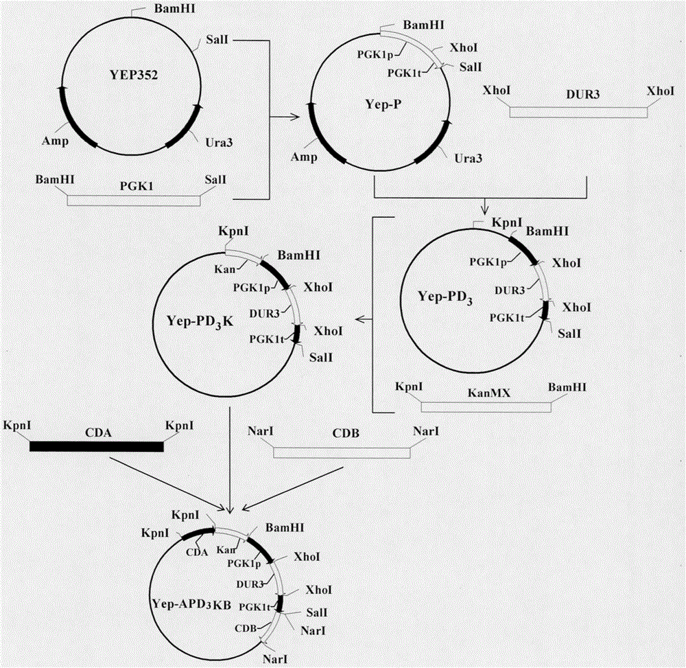 Ethyl carbamate (EC) low-yield saccharomyces cerevisiae strain obtained by knocking-out CAR1 and over-expressing DUR3 and construction method of saccharomyces cerevisiae strain