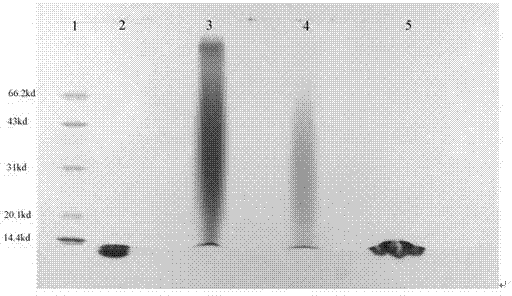 Maleimide-polyglutamic acid-aspartic acid polymer and composite thereof, preparation methods for maleimide-polyglutamic acid-aspartic acid polymer and composite thereof, and application of maleimide-polyglutamic acid-aspartic acid polymer and composite thereof