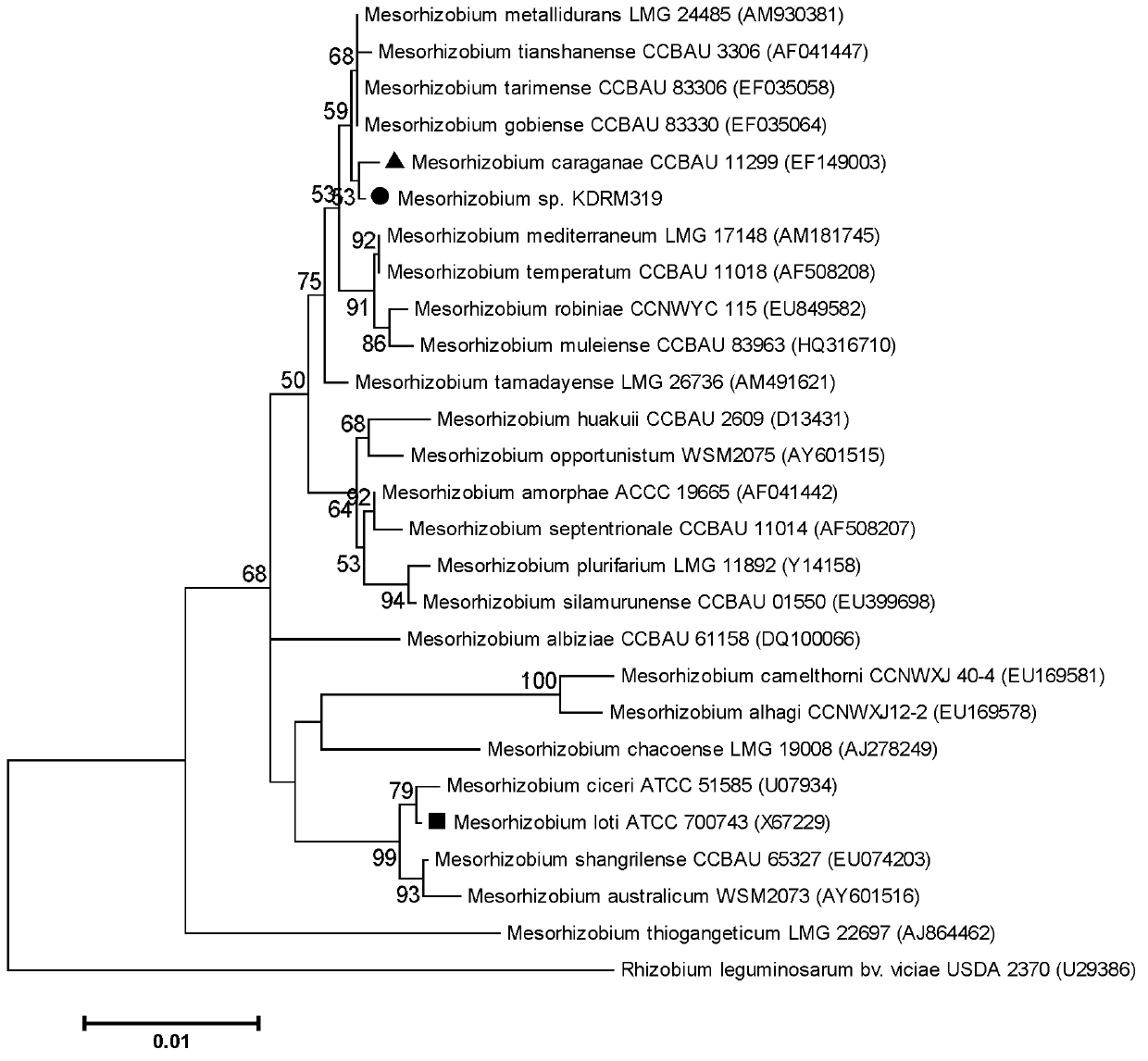 Mesorhizobium KDRM319 and application thereof