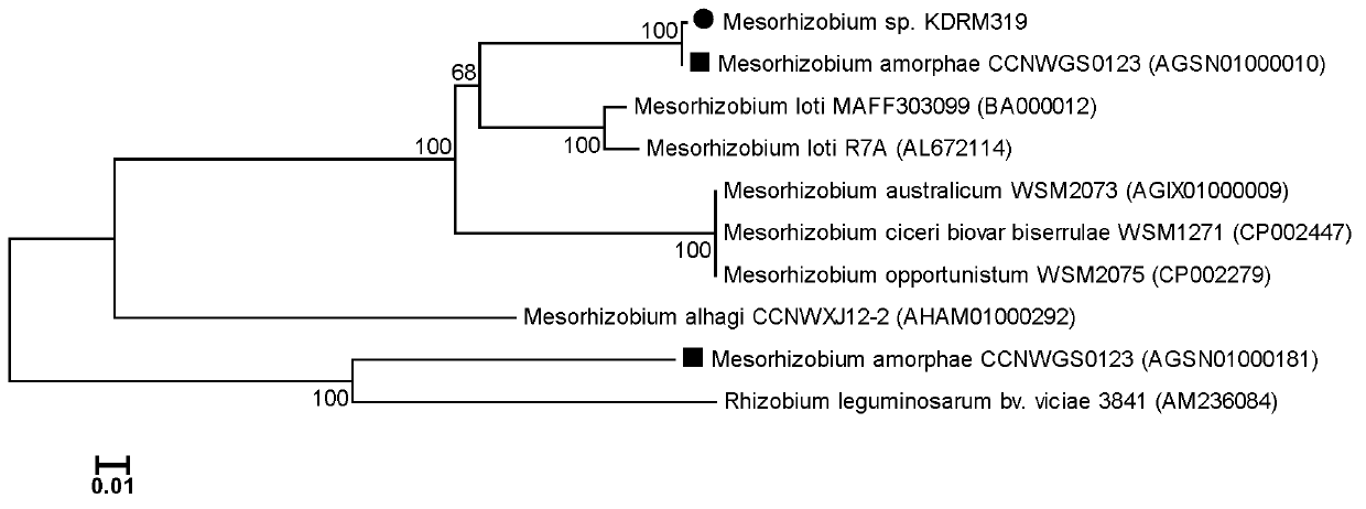 Mesorhizobium KDRM319 and application thereof