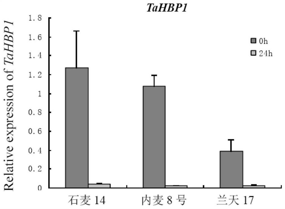 A hemopexin gene tahbp1 and its recombinant interference vector and application