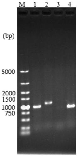 Genetically engineered bacteria with high electroactivity and environmental stress tolerance