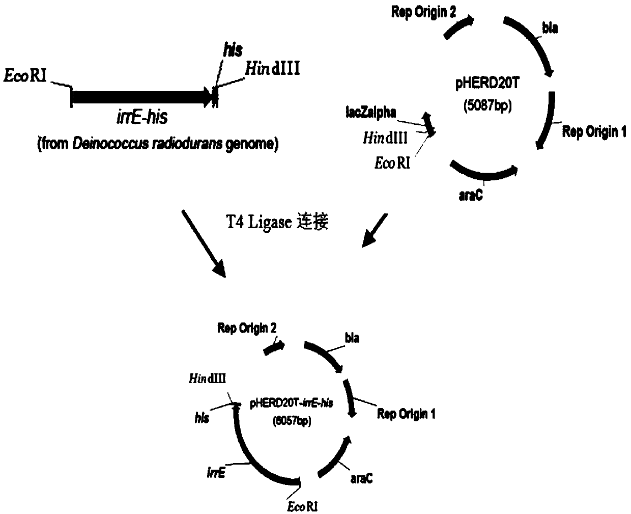 Genetically engineered bacteria with high electroactivity and environmental stress tolerance