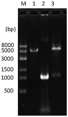 Genetically engineered bacteria with high electroactivity and environmental stress tolerance