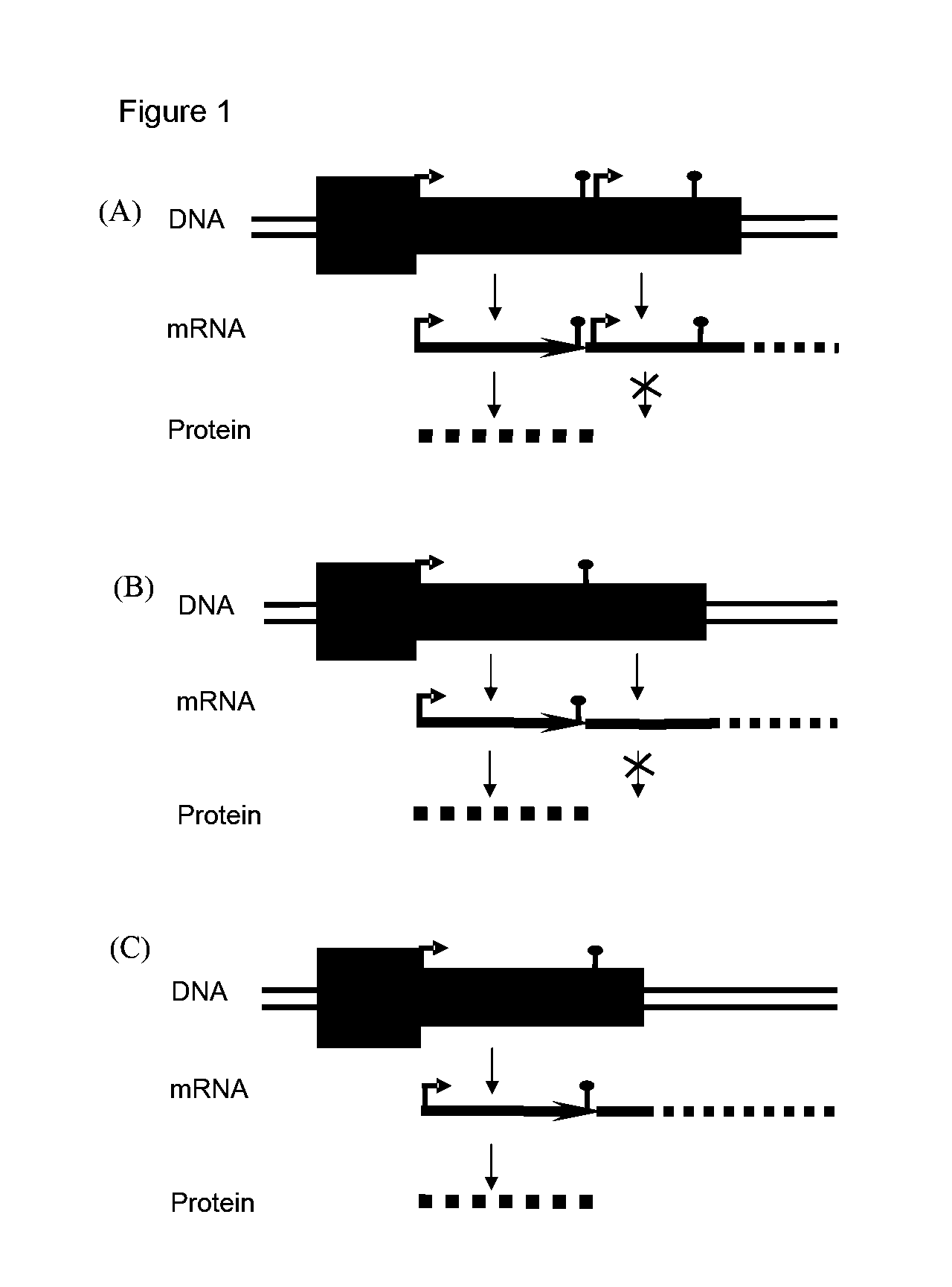 Adenoviral vector comprising herpes simplex virus type 1 thymidine kinase and a transgene for increasing the expression of the transgene