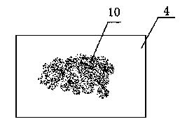 Rapid measurement system for red blood cell diameter