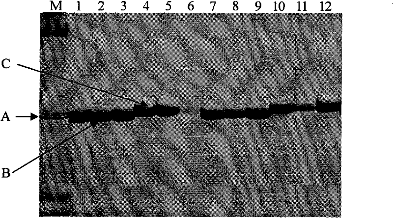 Primer sequence for identifying resistance of cucumber against alternaria cucumerina and identification method thereof