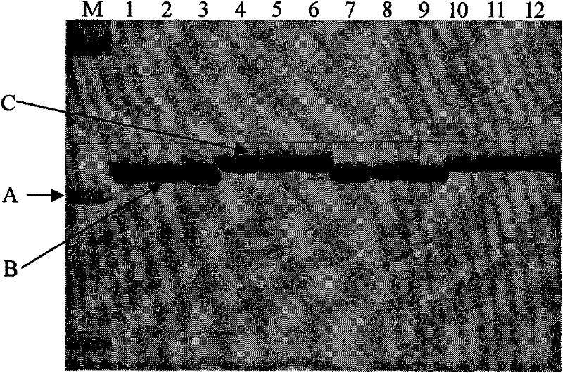 Primer sequence for identifying resistance of cucumber against alternaria cucumerina and identification method thereof