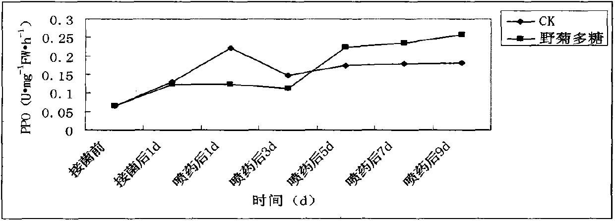 Application of chrysanthemum indicum polysaccharides agriculturally used as disease-resisting inductors