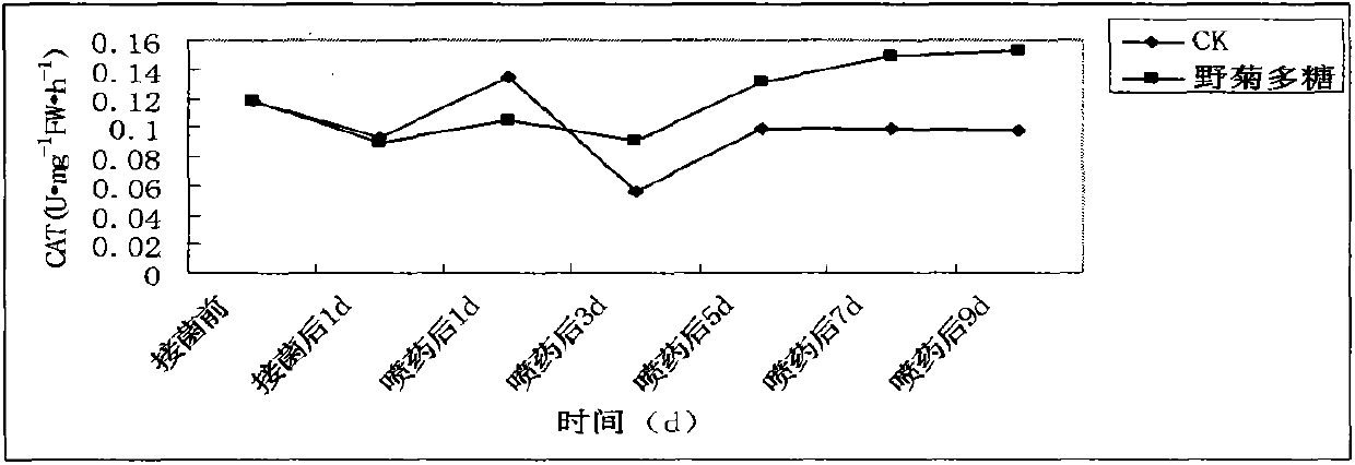 Application of chrysanthemum indicum polysaccharides agriculturally used as disease-resisting inductors