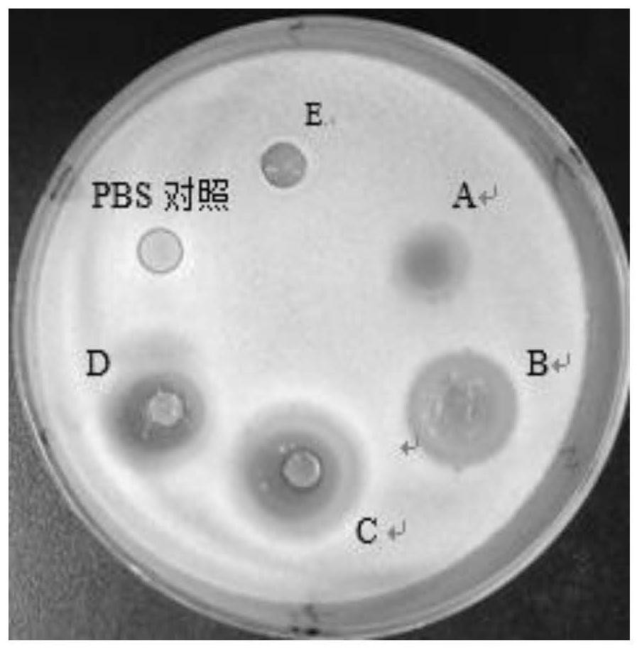 A kind of extraction and purification method of capsicum antimicrobial peptide